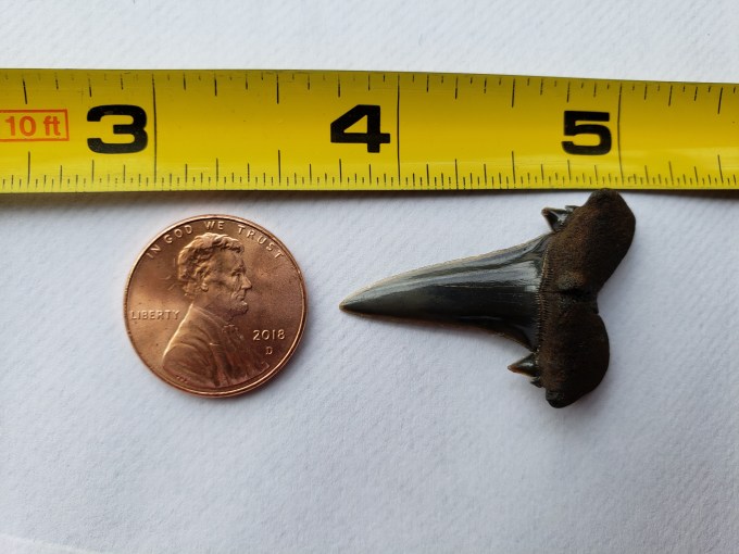 Upper goblin tooth scapanorhynchus text size comparison