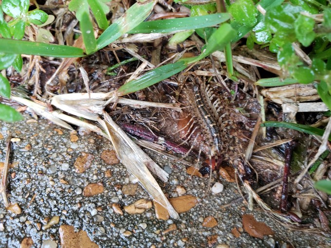 House centipede in the grass, where it belongs!