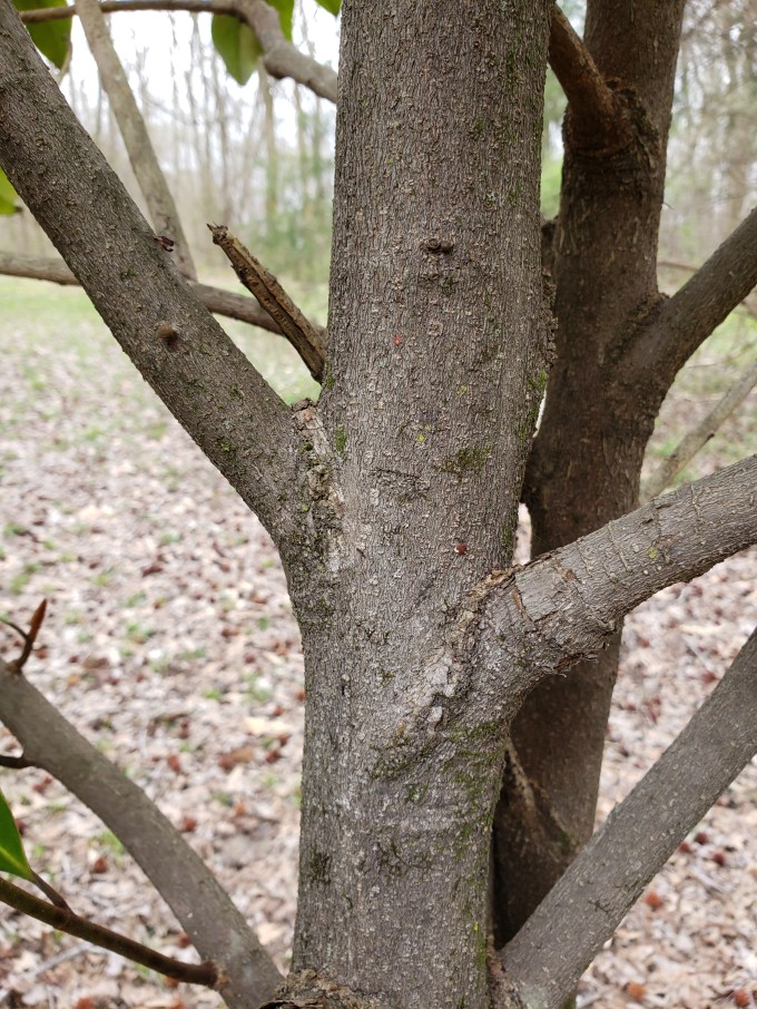 magnolia bark