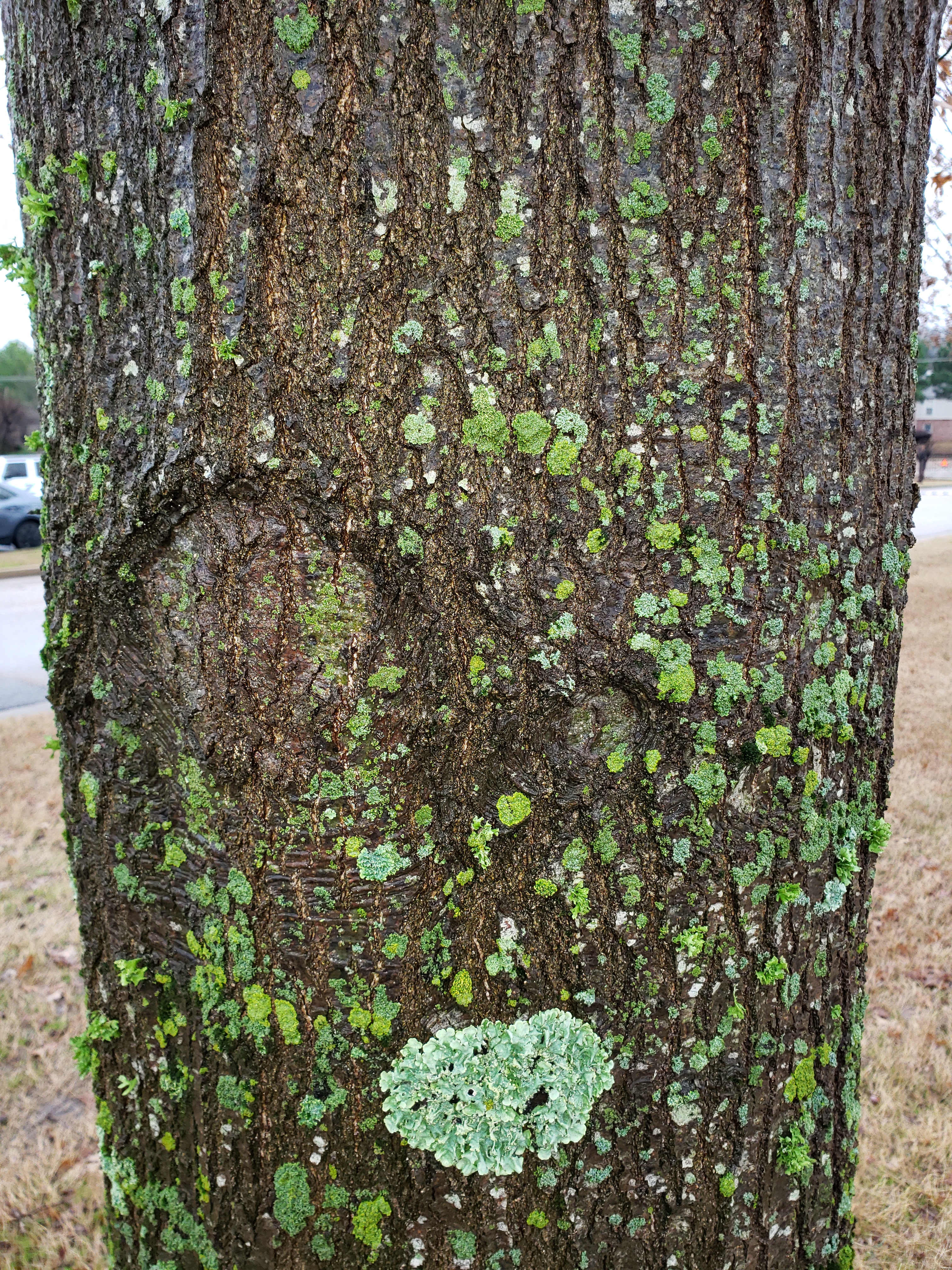 oak tree #1 bark