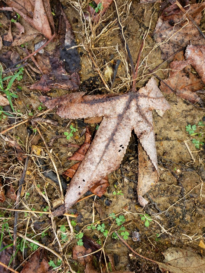 sweetgum leaf 2
