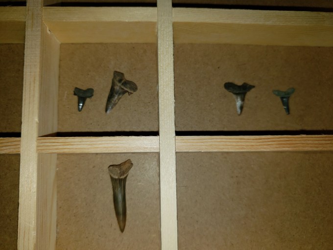 Fossil Shark teeth in showbox Frankstown MS Megalodon