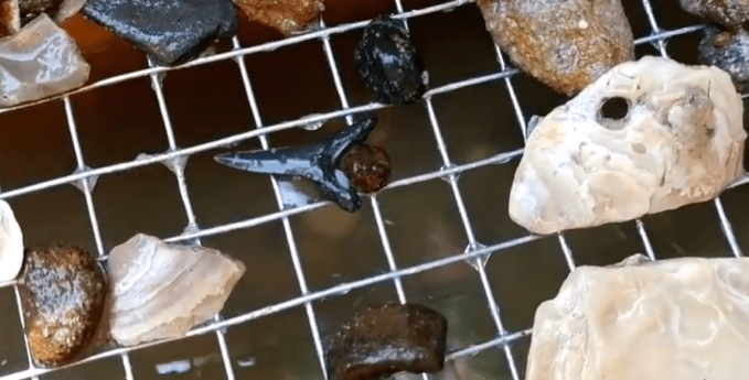 fossil tooth in sifter