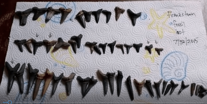 Frankstown fossil loot 2015