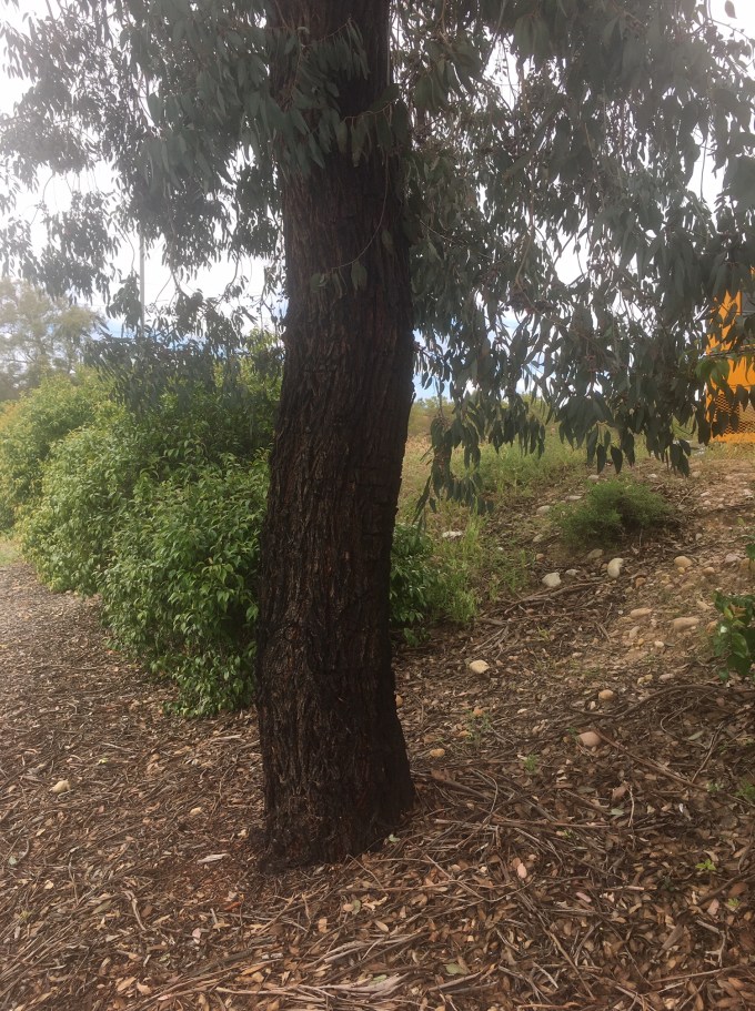 tree eucalyptus bark 2 San Diego CA