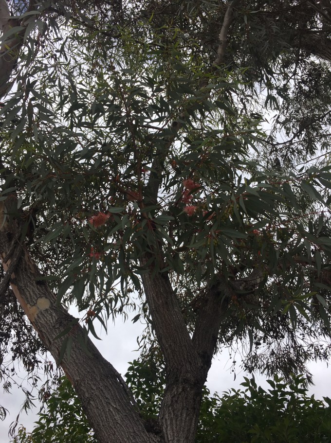 tree eucalyptus canopy 5 San Diego CA