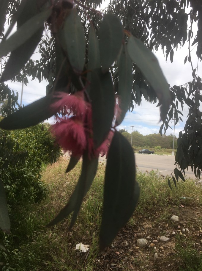 tree eucalyptus flowers 4 San Diego CA
