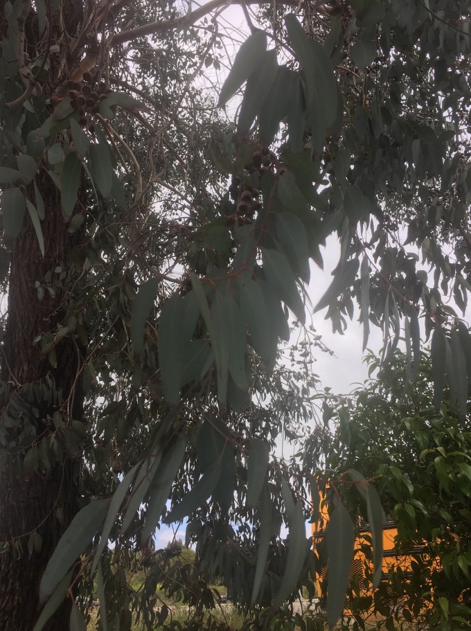 tree eucalyptus leaves and fruit 3 San Diego CA