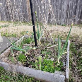 Raised flower bed with onions and egg shells
