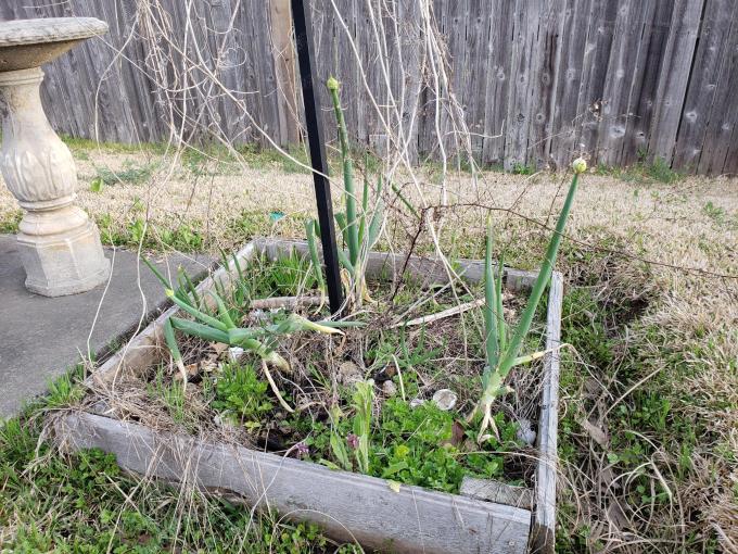 Raised flower bed with onions and egg shells