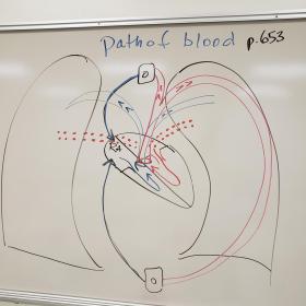 drawn path of blood in the human body